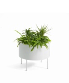 Green pedestals